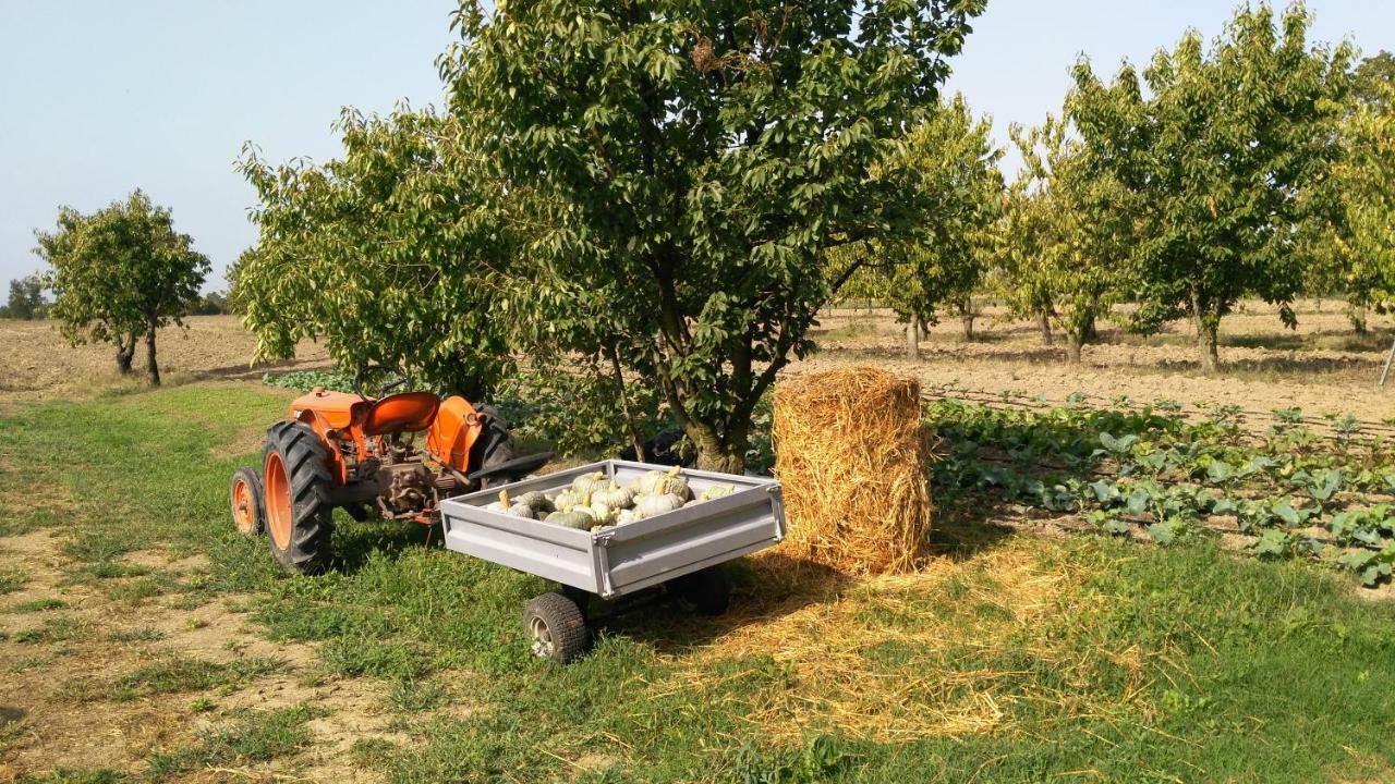 L'Albero Della Gioia Bed & Breakfast Villanova sull'Arda Eksteriør bilde